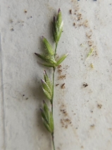 Poa howellii