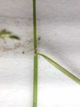 Poa howellii