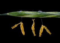 Bromus carinatus var. carinatus