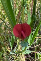 Lathyrus cicera