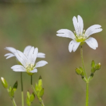 Cerastium arvense