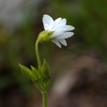 Cerastium arvense