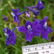 Delphinium decorum
