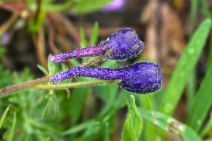 Delphinium decorum