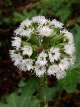 Petasites frigidus