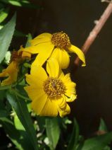 Bidens laevis