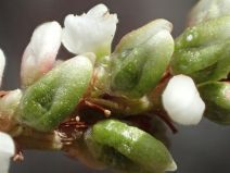 Persicaria punctata