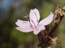 Stephanomeria exigua ssp. carotifera