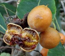 Pittosporum undulatum