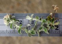 Plecostachys serpyllifolia