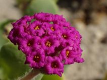 Abronia maritima