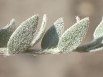 Cressa truxillensis