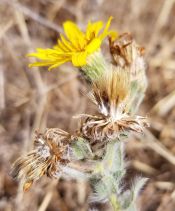 Heterotheca sessiliflora var. camphorata