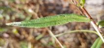 Symphyotrichum chilense
