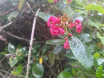 Escallonia rubra