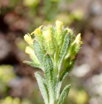 Alyssum alyssoides