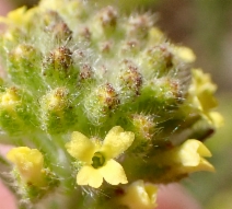 Alyssum alyssoides
