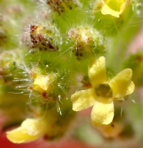 Alyssum alyssoides