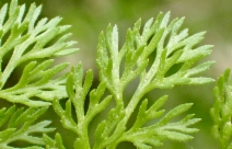 Scandix pecten-veneris