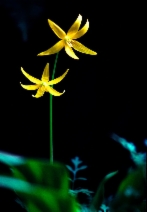 Erythronium tuolumnense