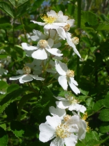 Rosa multiflora