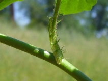 Rosa multiflora