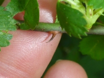 Rosa multiflora