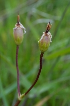Dodecatheon hendersonii