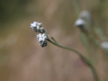 Cryptantha sparsiflora
