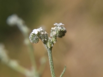 Cryptantha sparsiflora