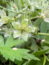 Hydrophyllum tenuipes