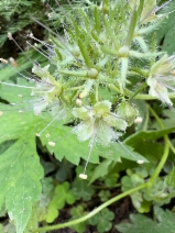 Hydrophyllum tenuipes
