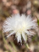 Agoseris heterophylla var. cryptopleura