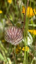 Trifolium albopurpureum var. olivaceum