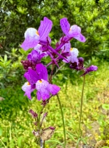 Linaria maroccana
