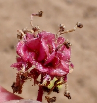 Abronia umbellata