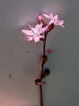 Lithophragma parviflorum var. parviflorum