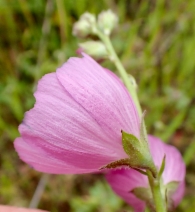 Sidalcea malviflora ssp. laciniata