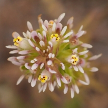 Castilleja attenuata