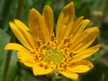 Wyethia angustifolia