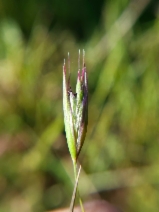 Danthonia californica