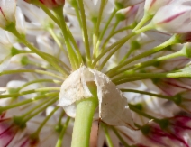 Allium tuolumnense
