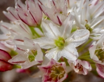 Allium tuolumnense