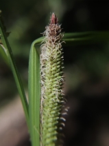Carex barbarae