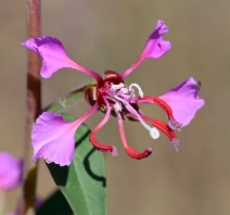 Clarkia unguiculata
