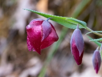 Calochortus albus