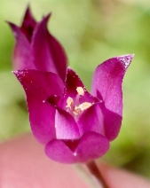 Allium peninsulare var. franciscanum
