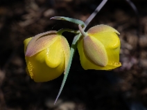 Calochortus raichei