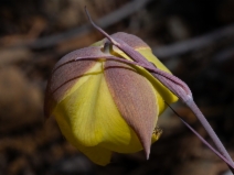 Calochortus raichei