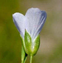 Linum bienne